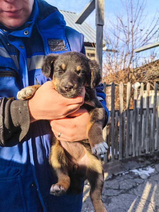 Отдам щенка в добрые руки. Девочка