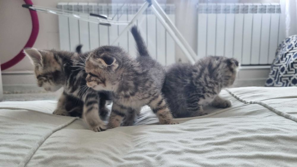 Шотландские котята