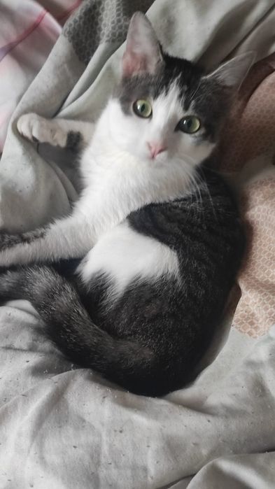 Душевный кот отдам