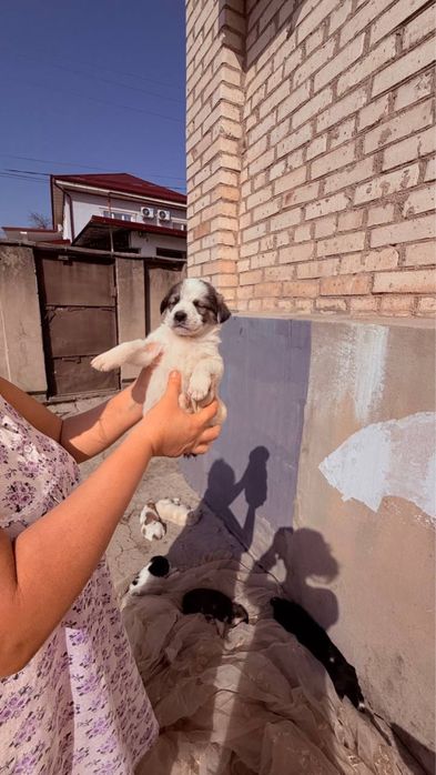 Щенки продаются по 25.000 сум