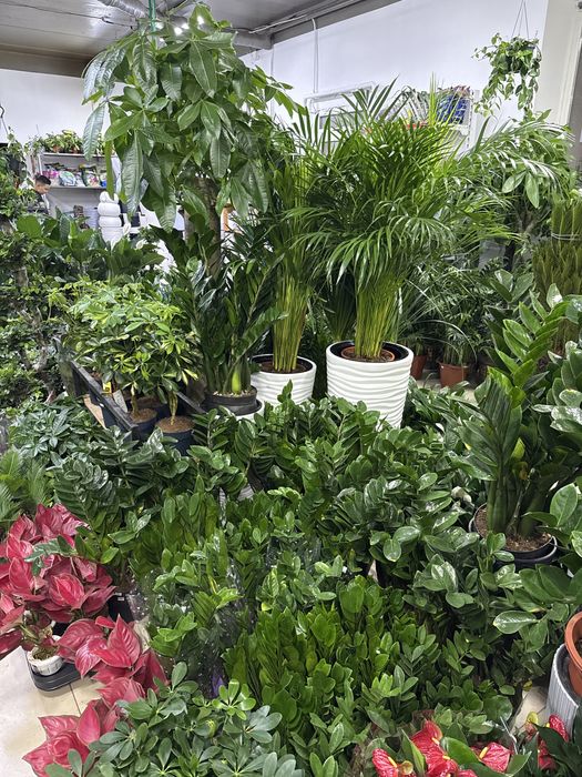 Цветы для дома и офиса