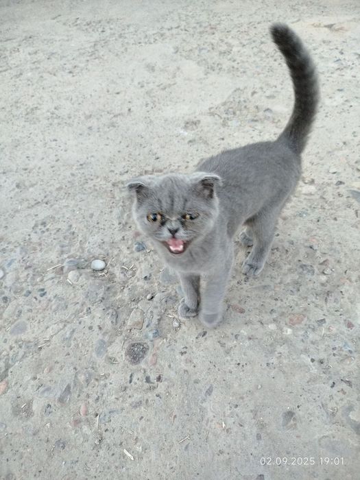 Mushuk bola sotiladi zotli