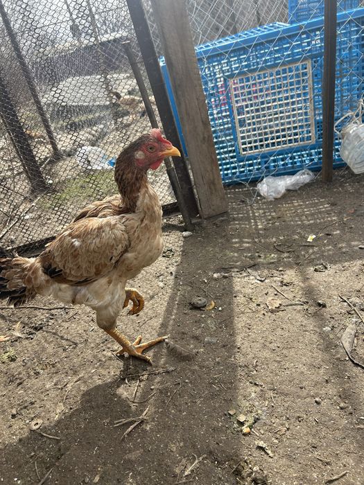 Даканка шолпан тулячка