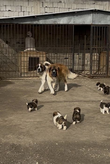 Московская сторожевая щенки