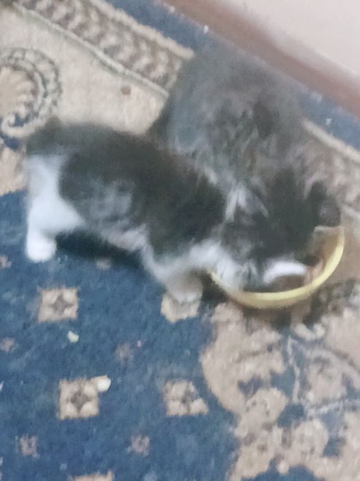 Отдам даром милые котят