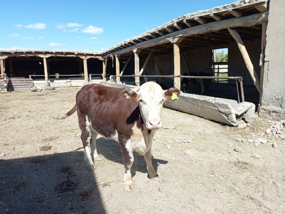 Гренфорд, сментал гунажинлар сотилади