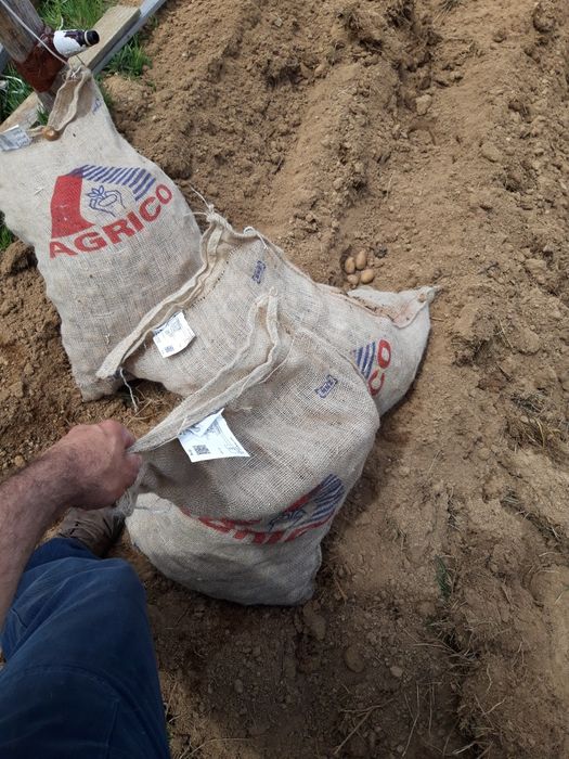 Картофи за консумация