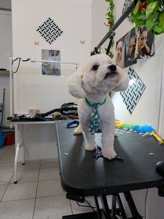 Frizerie canină 120 toaletaj complet