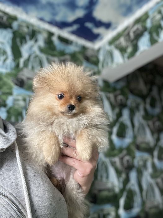 Щенки шпица