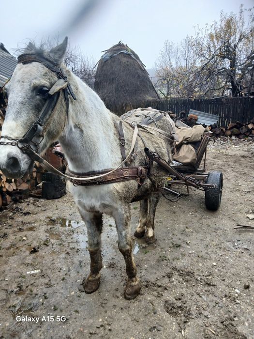 De vanzare cal castrat