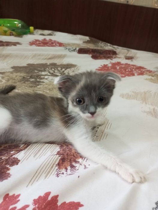 Вислоухие котята