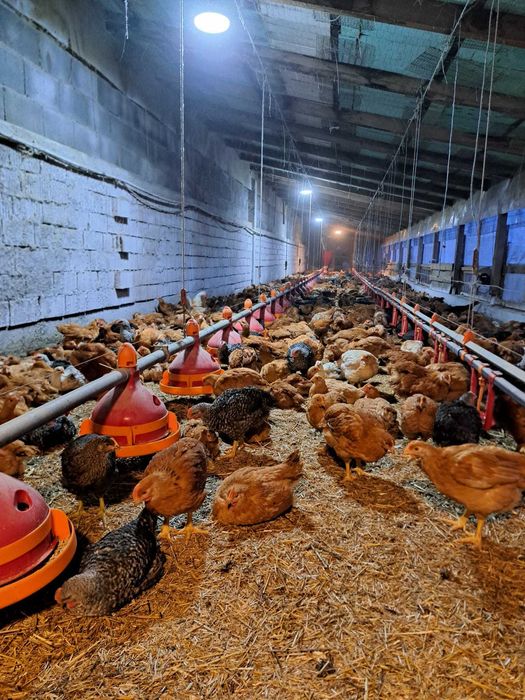 Vand pui rasa mixta 6 saptamani, vaccinuri la zi . 22 lei.