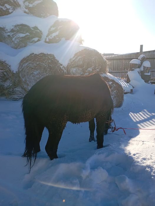 Продам жеребца обученный