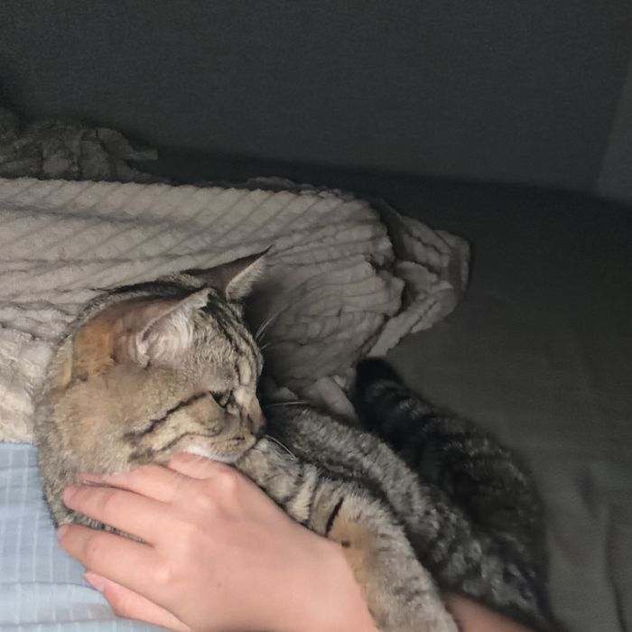 Котенка в добрые руки