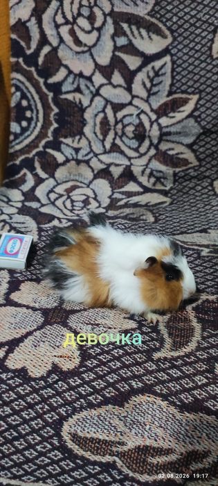 Марские свинки. По 150.т