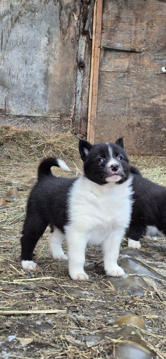 Щенки русско-европейской лайки