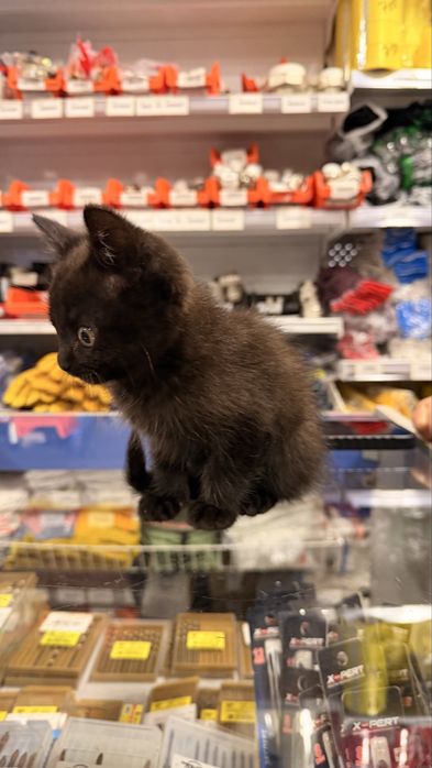 Котенок красивый