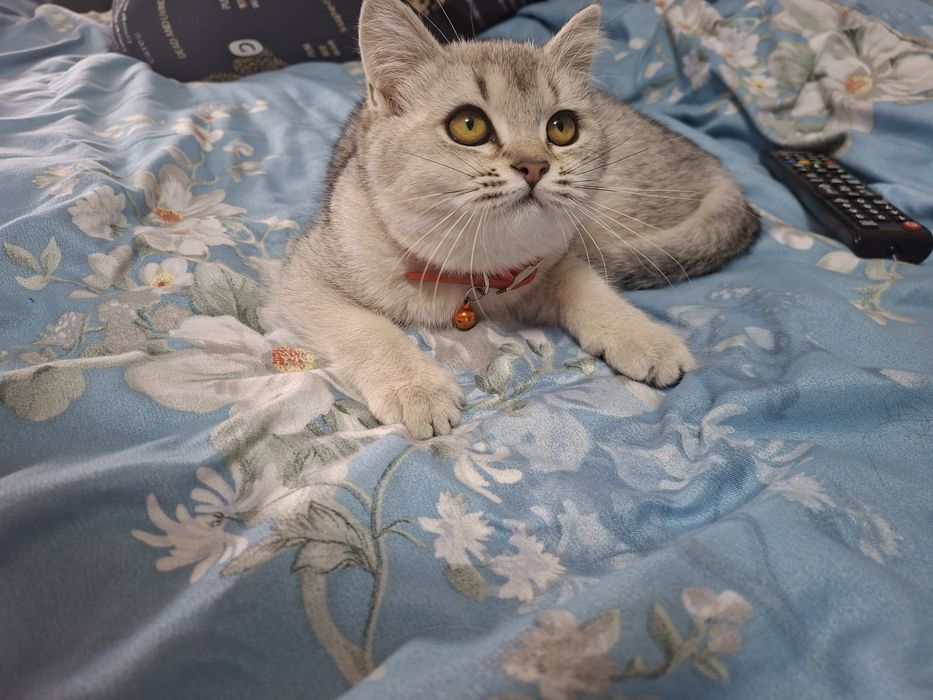 Mushuk serbrstki shinshilla qiz