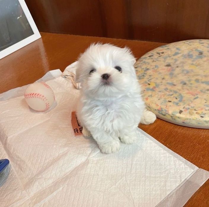Bichon maltez mini toy