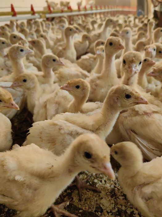 Пуйки Бройлери С.Ивански