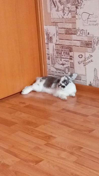 Вязка кролик породистый