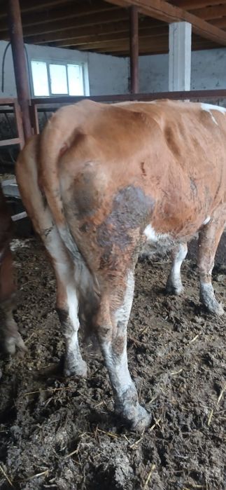 Vand vaci cuminți și bune de lapte