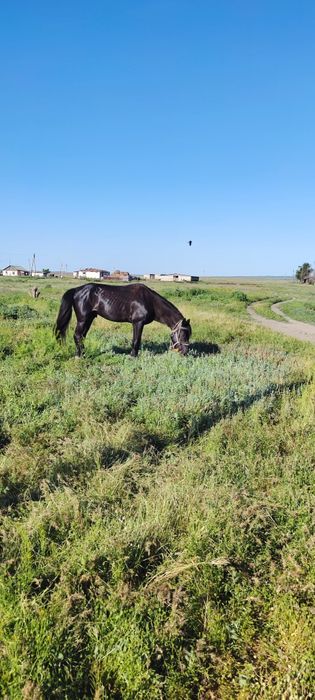 Продам жеребца 4 года обучен