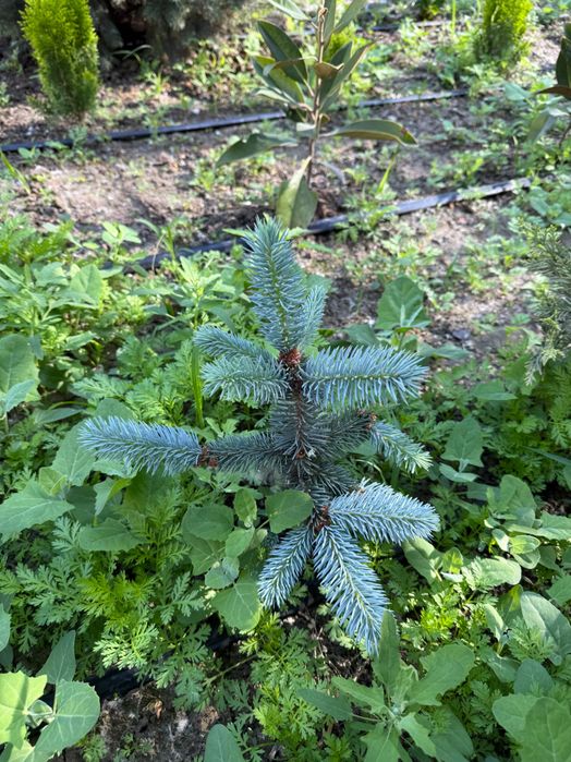 Голубая ель (Фет-алберт) Италия, пайванд қилинган