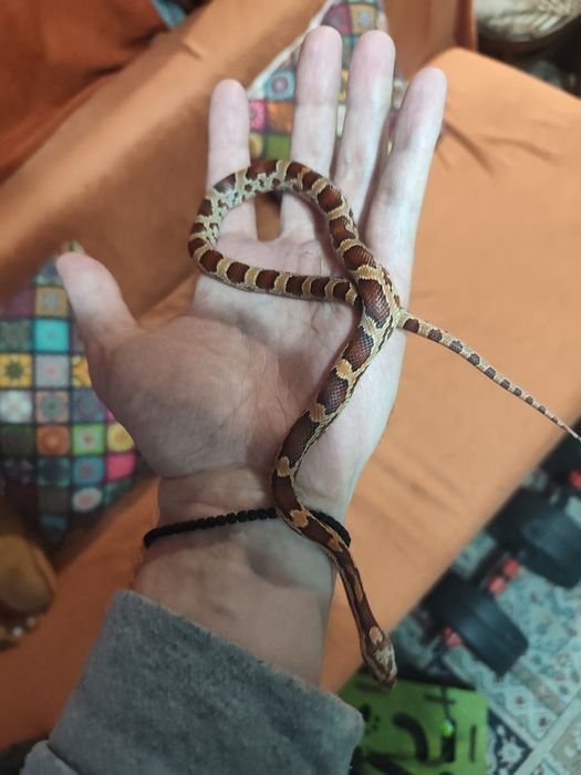 Маисовый полоз и террариум