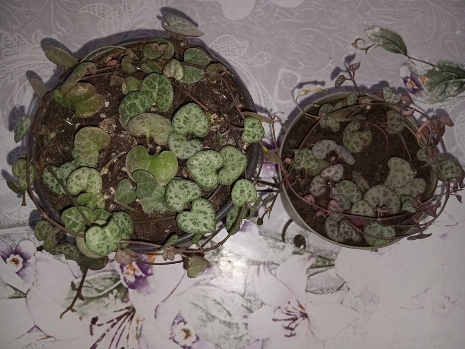 Церопегия, ампельное растение.