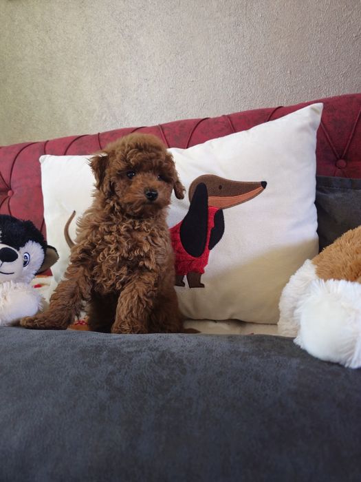 Мини пудел ред  ( Mini poodle red )