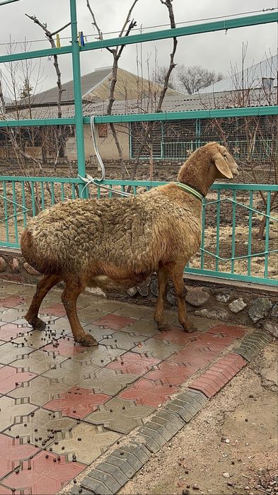 Арашан сауылык линия Аюповский