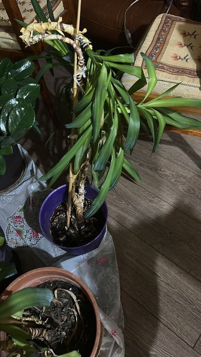 Продам комнатные растения