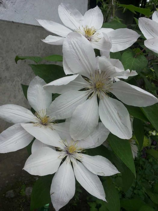 Клематисы разных сортов и спирея, климатис, Klematis