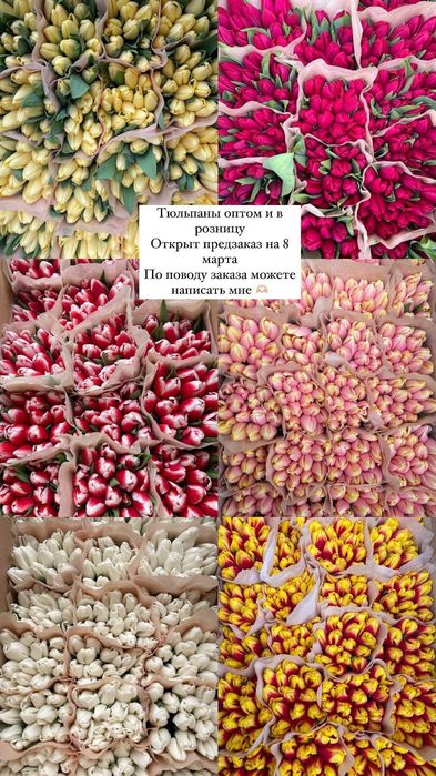 Тюльпаны оптом и в розницу