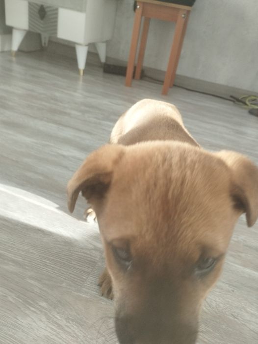 Ищем дом щеночку