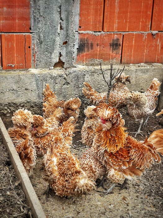 Oua de incubat gaini paduana standard si frezate