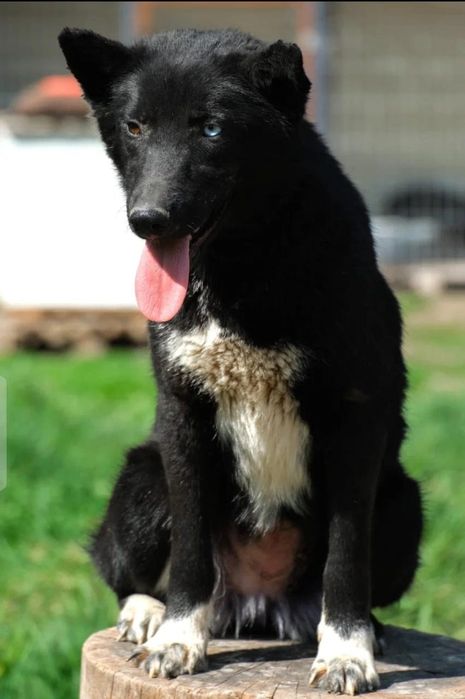 ПорОдиСтыЕ и Дворянины разных возрастов и окрасов