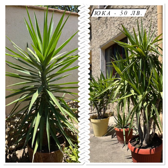 Цветя - Филодендрон, Юка, Бенджамин и други