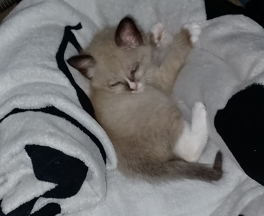 Отдам котёнка в хорошие руки