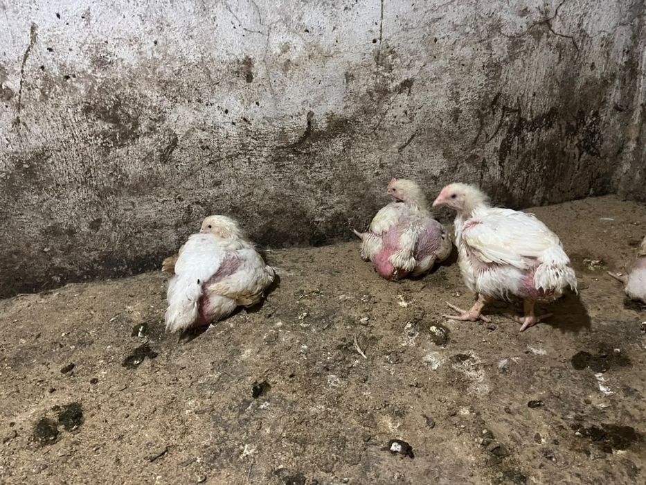 Продам цеплят бролеры