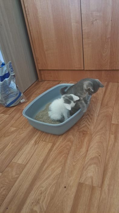 Котики для добрые руки