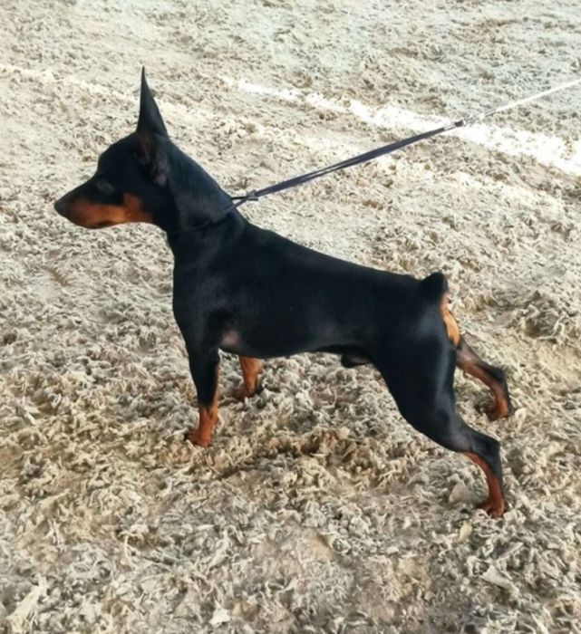 Вязка цвергпинчер