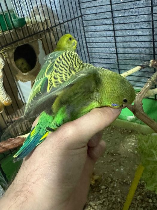 Папугай волнистый