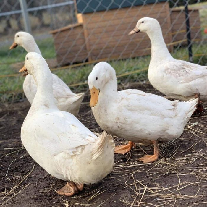 Vând rate pekin , asigur și transport daca este nevoie