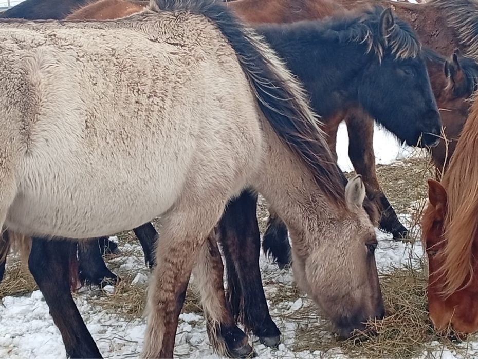 Продам Байтал 3 жасар