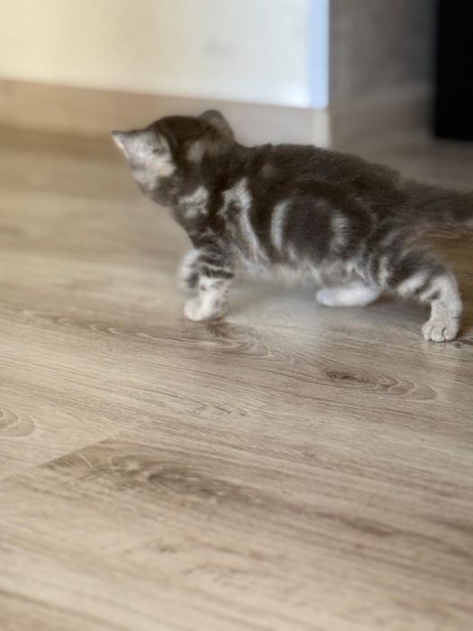 Котята шотландские