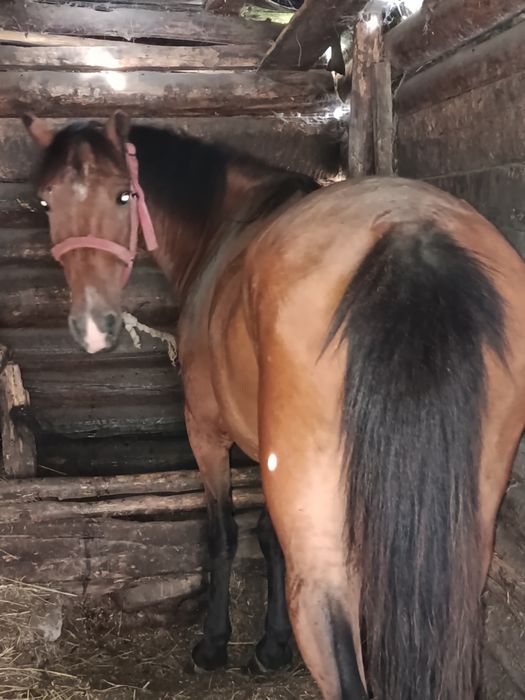Продам с откорма 5 жасар бие.