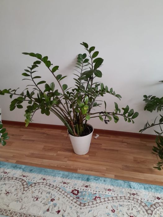 Комнатные растение