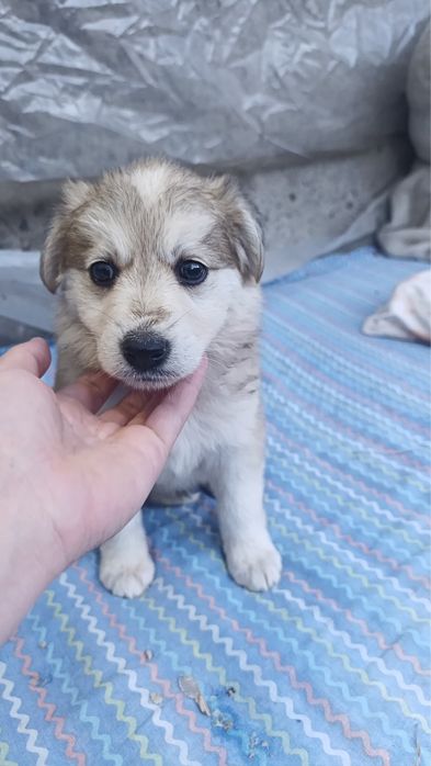 Щенок девочка. 2 месяца